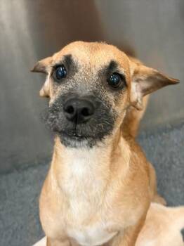 Rachel -  Border Terrier Dog for Adoption in Portland, Maine - Rachel | PetCurious