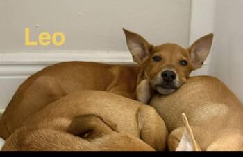 Leo -  Chihuahua Dog for Adoption in St. Petersburg, Florida - Leo | PetCurious