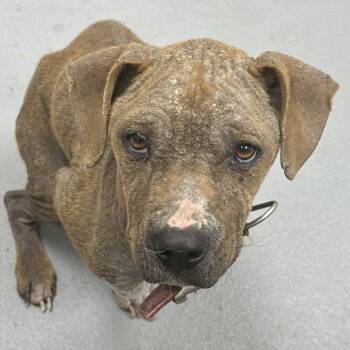 Rescue Mixed Breed Dogs for Adoption in Columbus, Georgia - 11/15/2025-Stray-CussetaRoad | PetCurious