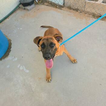 Briana -  Belgian Shepherd Malinois Dog for Adoption in California City, California - Briana | PetCurious