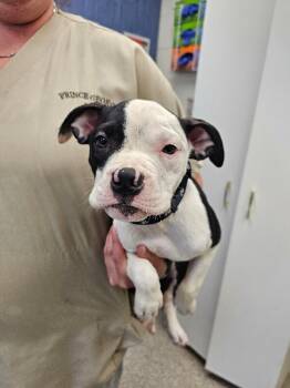 Rescue Boxer and Terrier Dogs for Adoption in Disputanta, Virginia - Patch | PetCurious