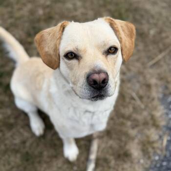 Labrador Retriever and Beagle Dogs Available for Adoption in Harrisonburg, Virginia - Tobi | PetCurious