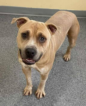 Rescue Terrier Dogs for Adoption in Covington, Virginia - Phoenix | PetCurious