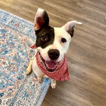 Daisy June Miss Happy Pants -  Pit Bull Terrier Dog for Adoption in Friendswood, Texas - Daisy June Miss Happy Pants | PetCurious