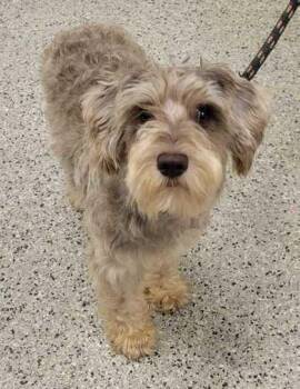 Matt -  Schnauzer and Mixed Breed Dog for Adoption in Kansas City, Missouri - Matt | PetCurious
