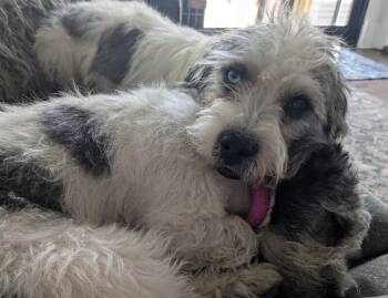 Jahari -  Mixed Breed and Poodle Dog for Adoption in Grand Rapids, Michigan - Jahari | PetCurious