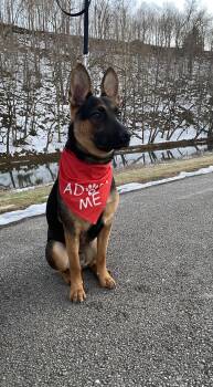 Rescue German Shepherd Dog and American Staffordshire Terrier Dogs for Adoption in Corydon, Indiana - Joey | PetCurious