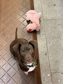 Dachshund Dogs Available for Adoption - Pilot | PetCurious