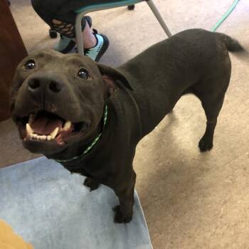Salami -  Chocolate Labrador Retriever Dog for Adoption in Brentwood, Missouri - Salami | PetCurious