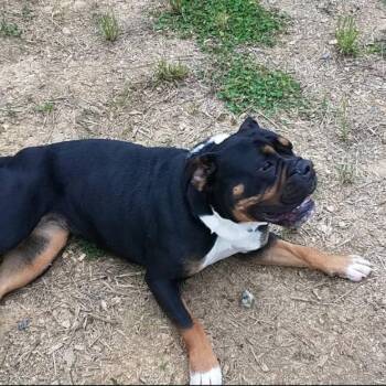 Rhea -  English Bulldog Dog for Adoption in Lynchburg, Virginia - Rhea | PetCurious
