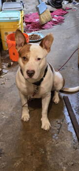 Rescue Staffordshire Bull Terrier Dogs for Adoption in Munford, Tennessee - Ozzy | PetCurious