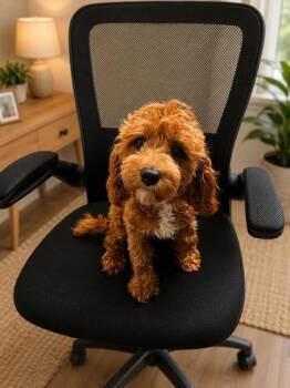 Henry -  Cavalier King Charles Spaniel and Poodle Dog for Adoption in Malvern, Pennsylvania - Henry | PetCurious