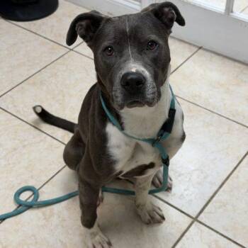 Pebbles -  Pit Bull Terrier and Mixed Breed Dog for Adoption in Georgetown, Kentucky - Pebbles | PetCurious