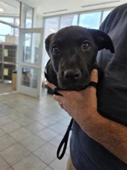 Labrador Retriever Dogs Available for Adoption in San Antonio, Texas - KEATON | PetCurious