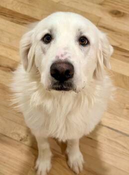 Great Pyrenees Dogs Available for Adoption - Flora | PetCurious