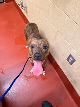 Mixed Breed Dogs Available for Adoption in Douglasville, Georgia - Boo | PetCurious