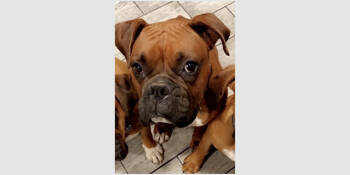 Rescue Boxer Dogs for Adoption in Hewitt, Texas - Kano | PetCurious