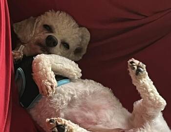 Poodle Dogs Available for Adoption in Newport, Kentucky - Danny | PetCurious