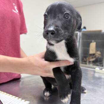 Fonzie-4149 -  Cattle Dog and Mixed Breed Dog for Adoption in Tyler, Texas - Fonzie-4149 | PetCurious