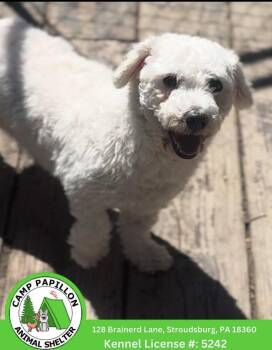 Bichon Frise Dogs Available for Adoption in Stroudsburg, Pennsylvania - Tina | PetCurious