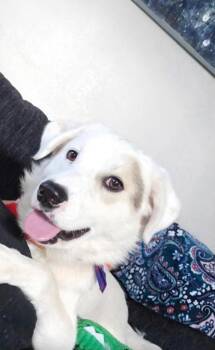 Arlo -  Great Pyrenees and Labrador Retriever Dog for Adoption in Piedmont, Oklahoma - Arlo | PetCurious