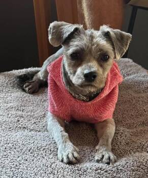 Mandy -  Yorkshire Terrier and Shih Tzu Dog for Adoption in Glocester, Rhode Island - Mandy | PetCurious