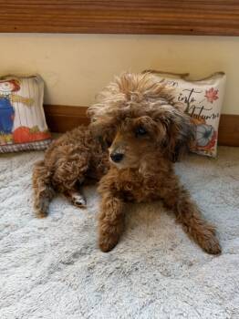 Rescue Poodle Dogs for Adoption in Ann Arbor, Michigan - Paris | PetCurious