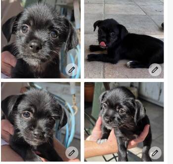 Baby Shih Zu/ chiweenie girl -  Shih Tzu and Chiweenie Dog for Adoption in New Braunfels, Texas - Baby Shih Zu/ Chiweenie Girl | PetCurious