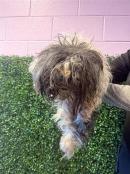 61687676 -  Mixed Breed Dog for Adoption in El Paso, Texas - 61687676 | PetCurious