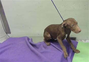 DUG -  English Coonhound and Mixed Breed Dog for Adoption in Houston, Texas - DUG | PetCurious