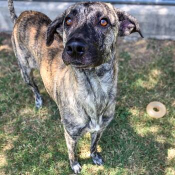 Dottie -  Dutch Shepherd Dog for Adoption in Gainesville, Texas - Dottie | PetCurious