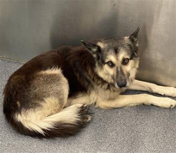 Rescue Mixed Breed Dogs for Adoption in Dallas, Texas - LUCA | PetCurious