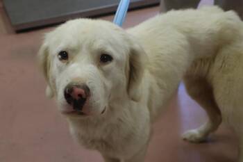 FLAKE -  Mixed Breed Dog for Adoption in Columbia, South Carolina - FLAKE | PetCurious