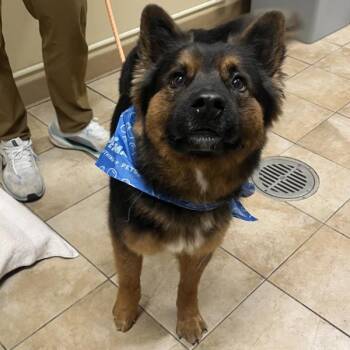 German Shepherd Dog Dogs Available for Adoption - Levi | PetCurious