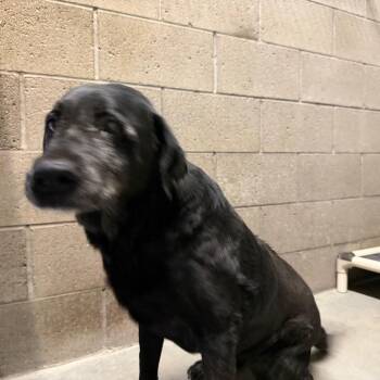 Widow -  Black Labrador Retriever Dog for Adoption in Yuma, Arizona - Widow | PetCurious