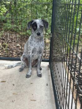 Australian Cattle Dog Blue Heeler Dogs Available for Adoption in Norfolk, Massachusetts - Marlie | PetCurious