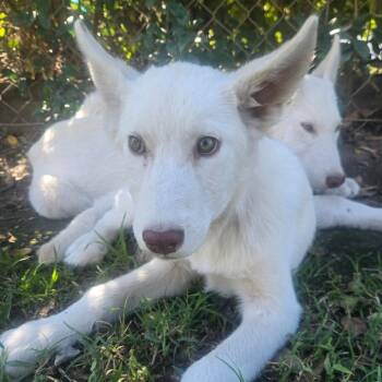 Snowball -  Husky Dog for Adoption in San Jacinto, California - Snowball | PetCurious