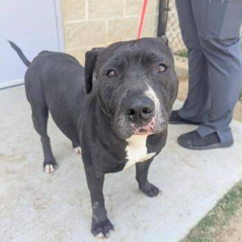 MILLY  Available NOW - ADOPTION or RESCUE! -  Mixed Breed Dog for Adoption in Nashville, North Carolina - MILLY  Available NOW - ADOPTION Or RESCUE! | PetCurious