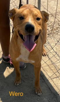 Rescue Pit Bull Terrier and Patterdale Terrier Fell Terrier Dogs for Adoption in Fallbrook, California - Wero | PetCurious