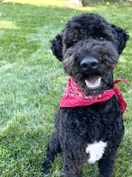 Rescue Bernedoodle Dogs for Adoption in Houston, Texas - BO-COLORADO | PetCurious