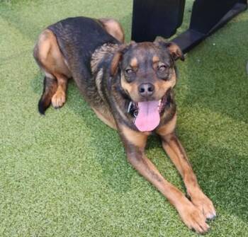 Mocha (Izzie) -  Mixed Breed Dog for Adoption in Athens, Georgia - Mocha (Izzie) | PetCurious