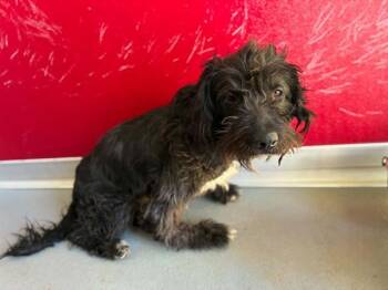 OSO -  Poodle and Mixed Breed Dog for Adoption in Visalia, California - OSO | PetCurious