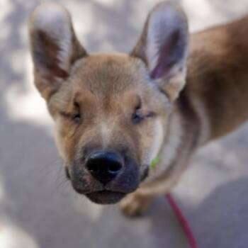 Archie -  Shepherd and Mixed Breed Dog for Adoption in Pagosa Springs, Colorado - Archie | PetCurious