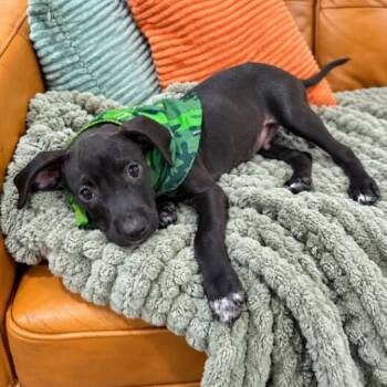 Felix Fig Newton -  Pit Bull Terrier and Catahoula Leopard Dog Dog for Adoption in Friendswood, Texas - Felix Fig Newton | PetCurious