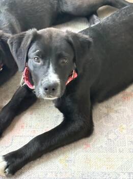 Labrador Retriever Dogs Available for Adoption in Indianapolis, Indiana - Chester | PetCurious