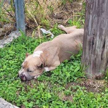 LILITH -  American Bulldog Dog for Adoption in San Antonio, Texas - LILITH | PetCurious