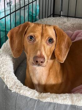 Dewey -  Dachshund Dog for Adoption in West Columbia, South Carolina - Dewey | PetCurious