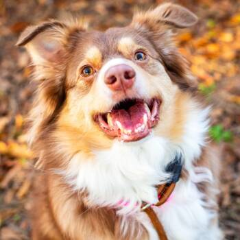 Opie -  Australian Shepherd and Mixed Breed Dog for Adoption in Hattiesburg, Mississippi - Opie | PetCurious