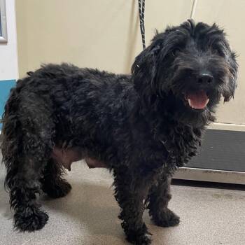 Poodle Dogs Available for Adoption - Galinda | PetCurious