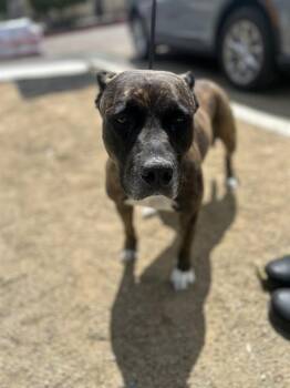 Pit Bull Terrier and Mixed Breed Dogs Available for Adoption in Chula Vista, California - BUTTER BISCUIT | PetCurious